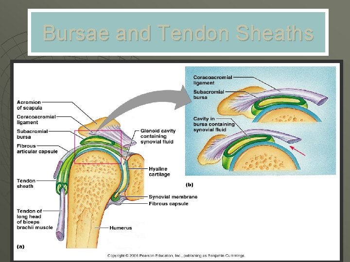 Bursae and Tendon Sheaths 