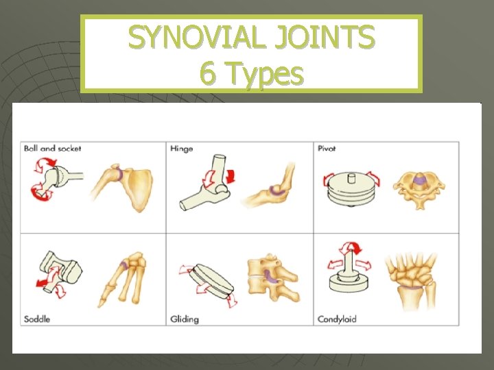SYNOVIAL JOINTS 6 Types 