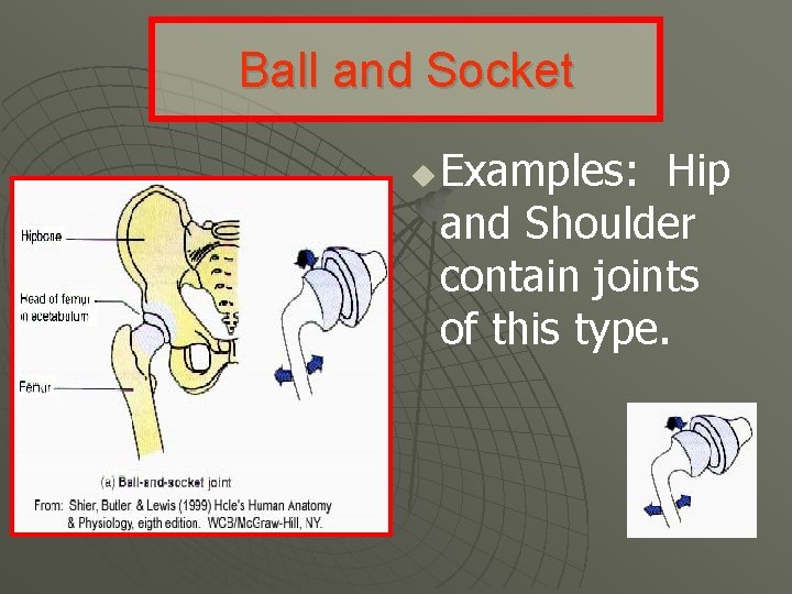 Ball and Socket u Examples: Hip and Shoulder contain joints of this type. 