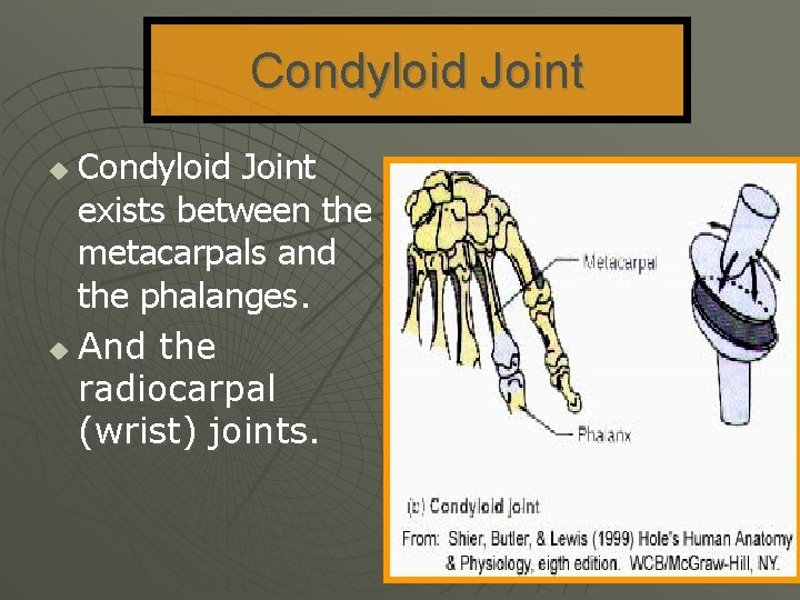 Condyloid Joint exists between the metacarpals and the phalanges. u And the radiocarpal (wrist)