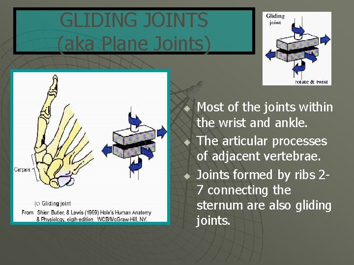 GLIDING JOINTS (aka Plane Joints) u u u Most of the joints within the