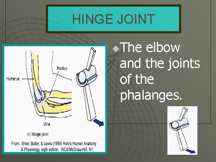 HINGE JOINT The elbow and the joints of the phalanges. u 