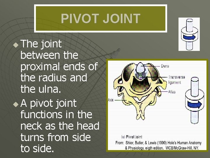 PIVOT JOINT The joint between the proximal ends of the radius and the ulna.