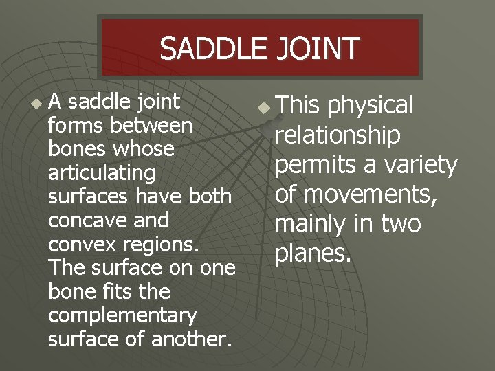 SADDLE JOINT u A saddle joint forms between bones whose articulating surfaces have both