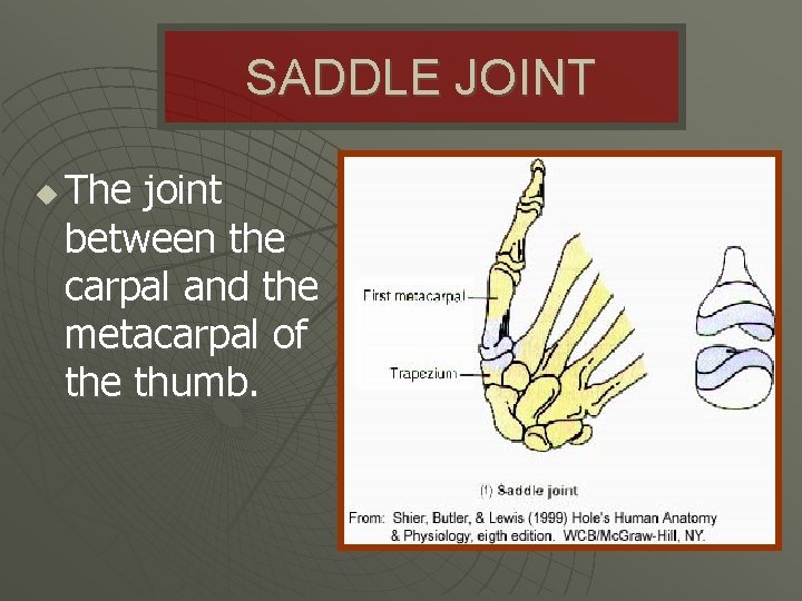 SADDLE JOINT u The joint between the carpal and the metacarpal of the thumb.