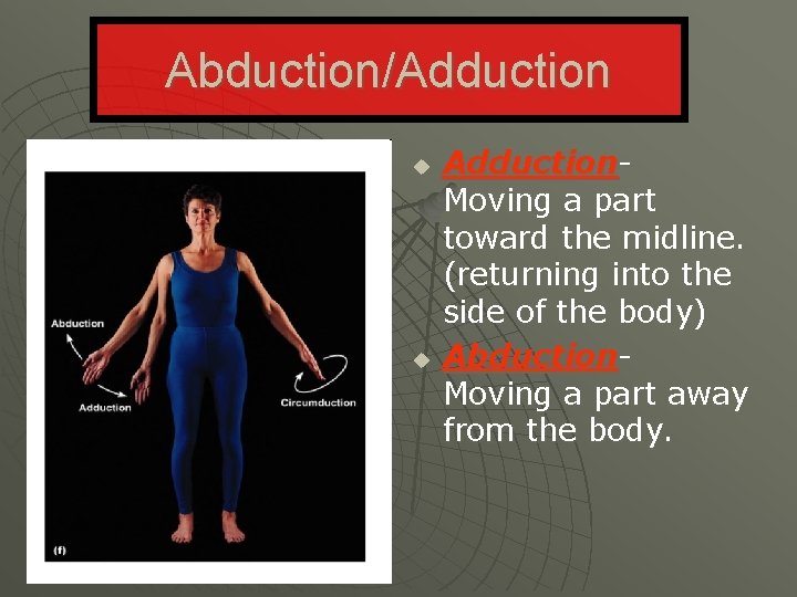 Abduction/Adduction u u Adduction- Moving a part toward the midline. (returning into the side