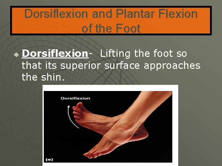 Dorsiflexion and Plantar Flexion of the Foot u Dorsiflexion- Lifting the foot so that