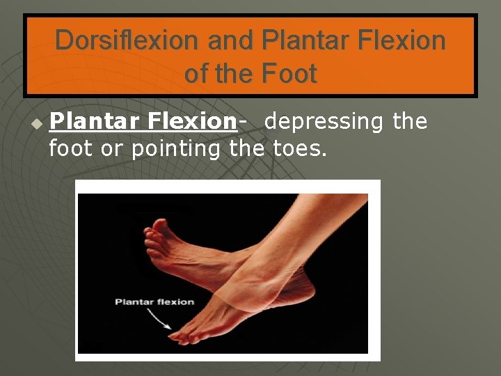 Dorsiflexion and Plantar Flexion of the Foot u Plantar Flexion- depressing the foot or