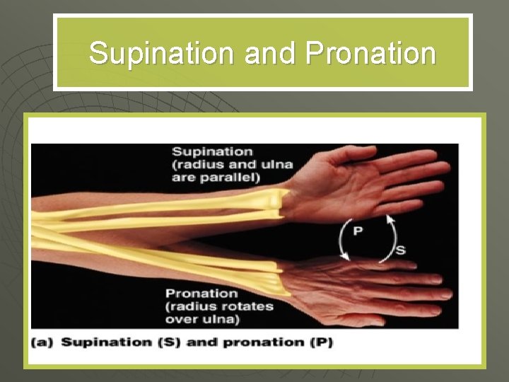 Supination and Pronation 