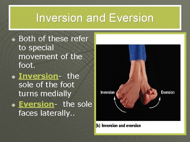 Inversion and Eversion u u u Both of these refer to special movement of