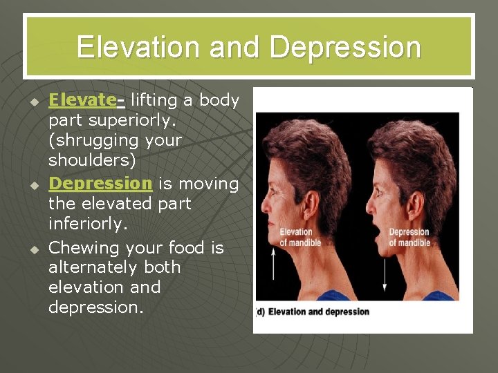 Elevation and Depression u u u Elevate- lifting a body part superiorly. (shrugging your