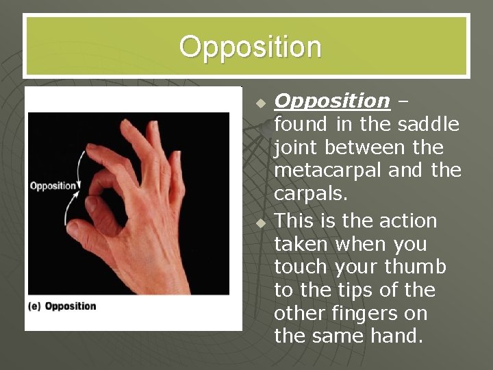 Opposition u u Opposition – found in the saddle joint between the metacarpal and