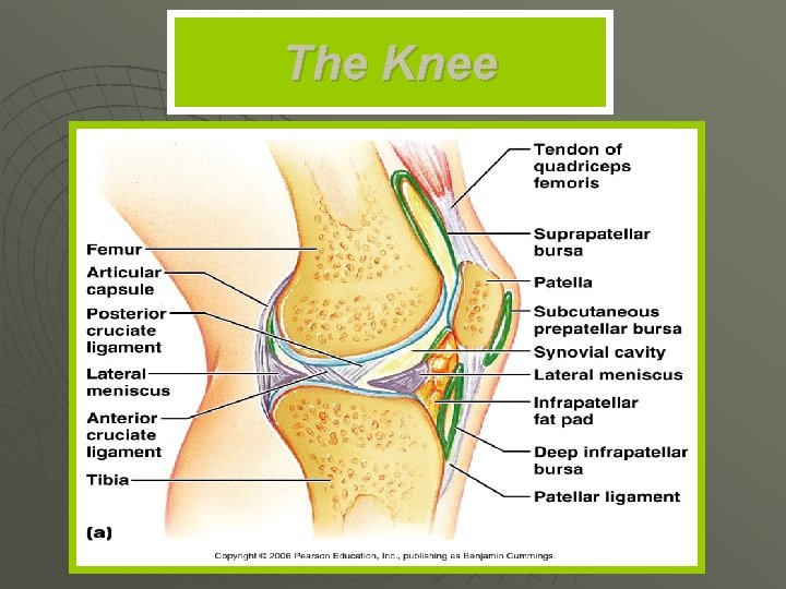 The Knee 