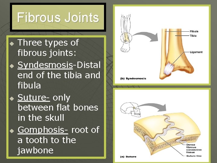 Fibrous Joints u u Three types of fibrous joints: Syndesmosis-Distal end of the tibia