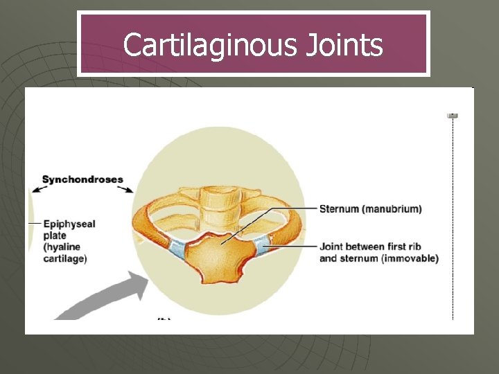 Cartilaginous Joints 