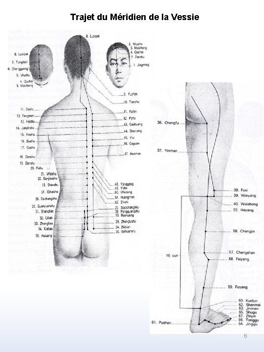 Trajet du Méridien de la Vessie . 6 