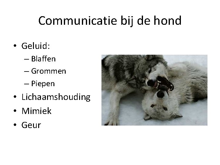 Communicatie bij de hond • Geluid: – Blaffen – Grommen – Piepen • Lichaamshouding