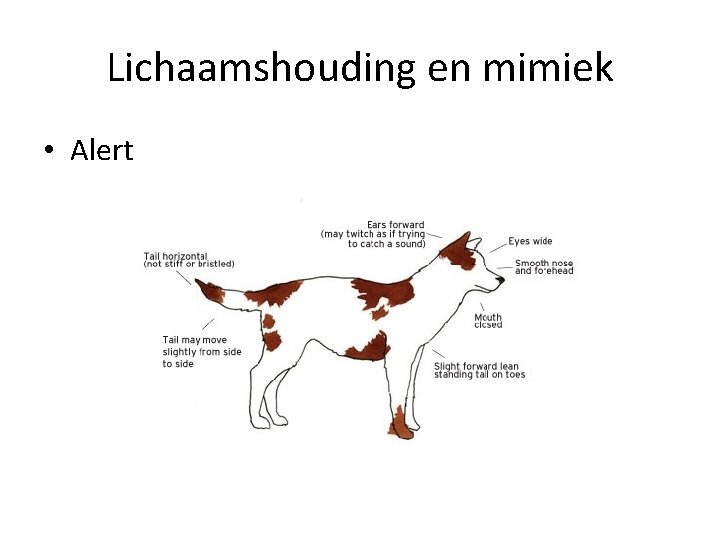Lichaamshouding en mimiek • Alert 