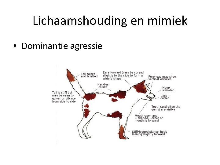 Lichaamshouding en mimiek • Dominantie agressie 