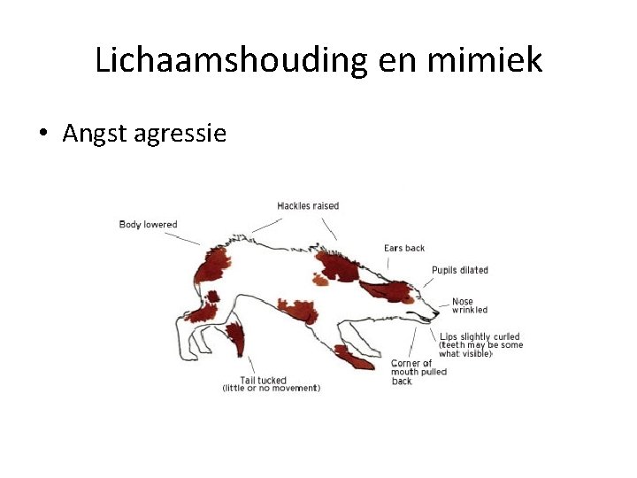 Lichaamshouding en mimiek • Angst agressie 
