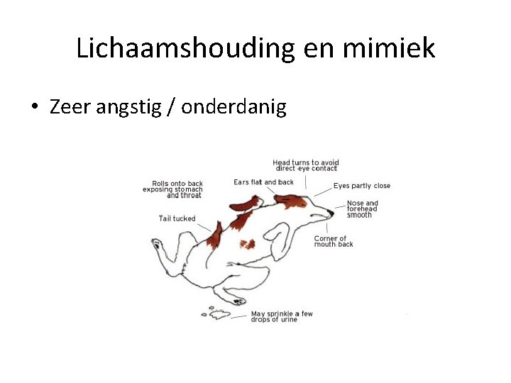 Lichaamshouding en mimiek • Zeer angstig / onderdanig 
