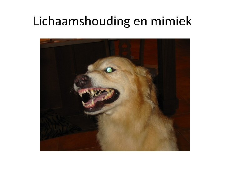 Lichaamshouding en mimiek 