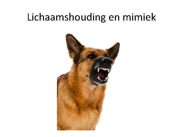 Lichaamshouding en mimiek 