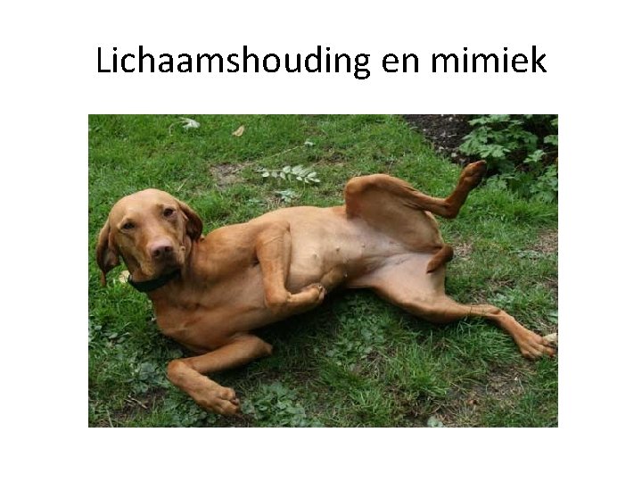 Lichaamshouding en mimiek 