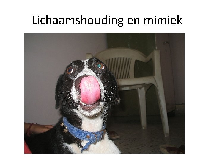 Lichaamshouding en mimiek 