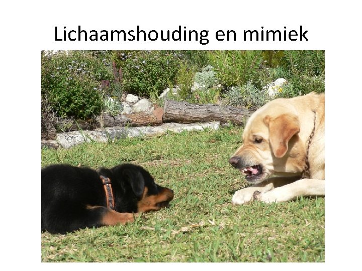 Lichaamshouding en mimiek 