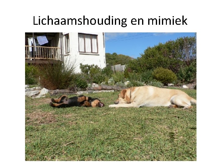 Lichaamshouding en mimiek 