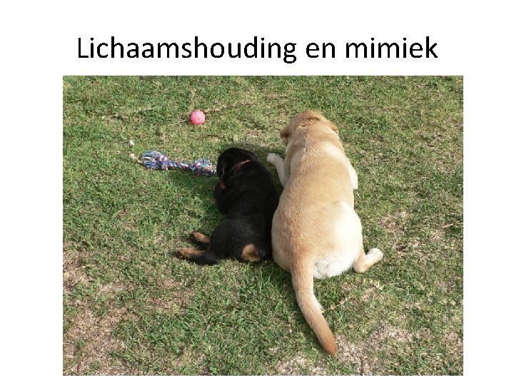 Lichaamshouding en mimiek 