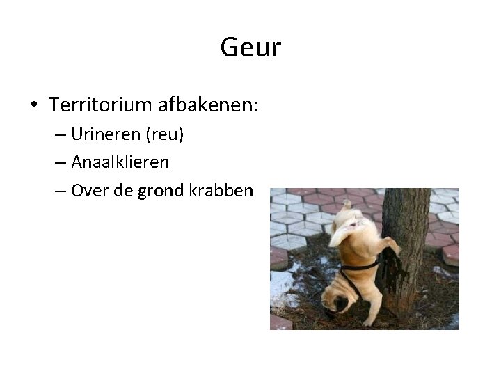 Geur • Territorium afbakenen: – Urineren (reu) – Anaalklieren – Over de grond krabben