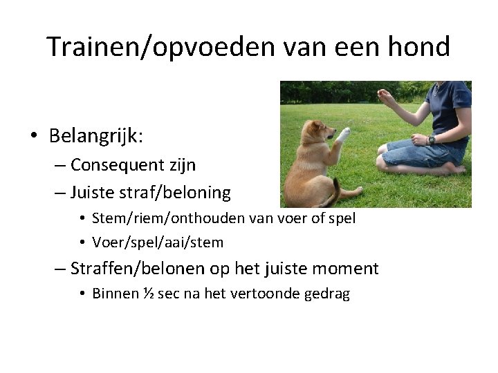 Trainen/opvoeden van een hond • Belangrijk: – Consequent zijn – Juiste straf/beloning • Stem/riem/onthouden