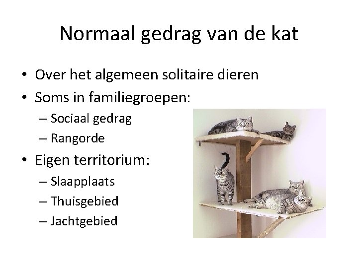 Normaal gedrag van de kat • Over het algemeen solitaire dieren • Soms in