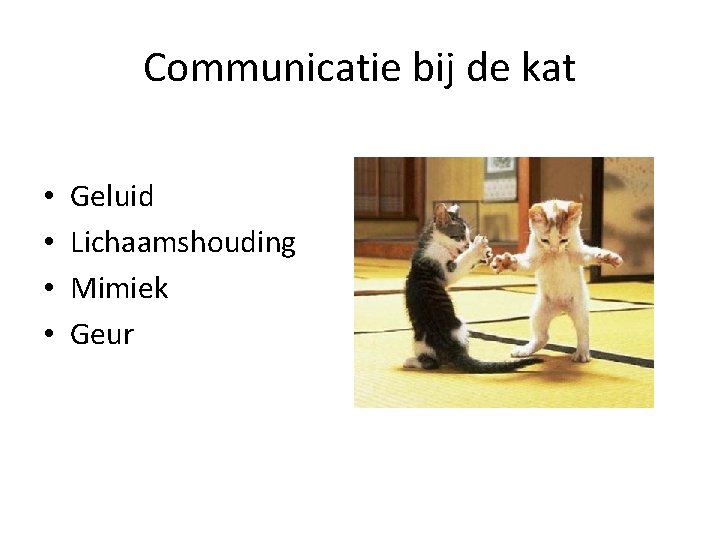Communicatie bij de kat • • Geluid Lichaamshouding Mimiek Geur 
