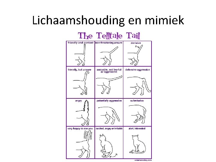 Lichaamshouding en mimiek 