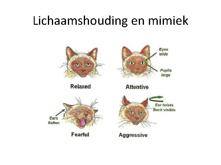 Lichaamshouding en mimiek 
