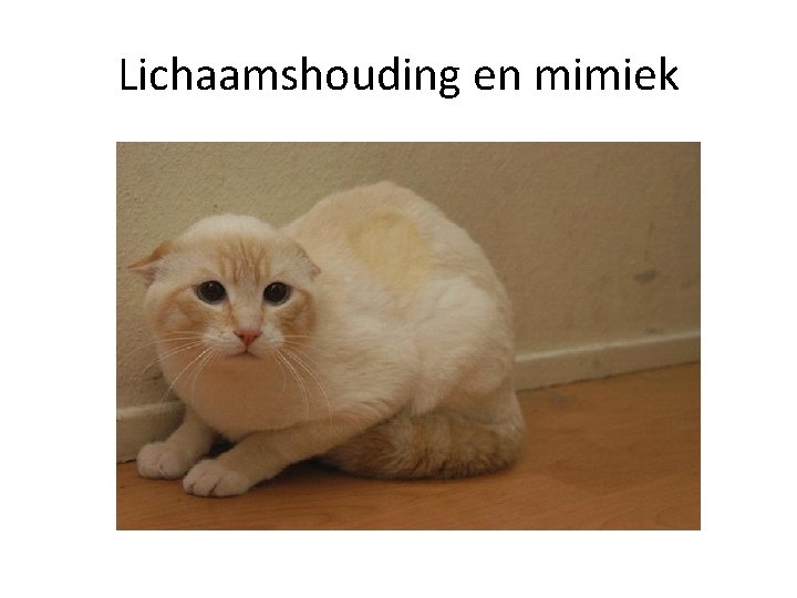 Lichaamshouding en mimiek 