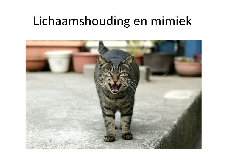 Lichaamshouding en mimiek 