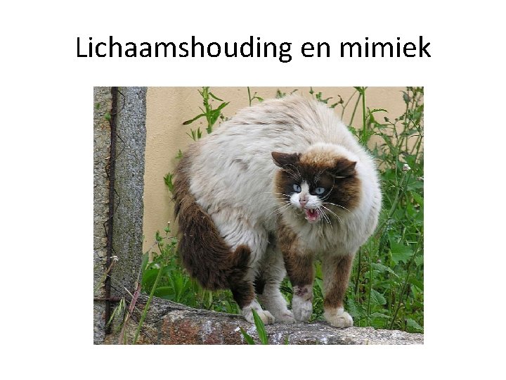 Lichaamshouding en mimiek 