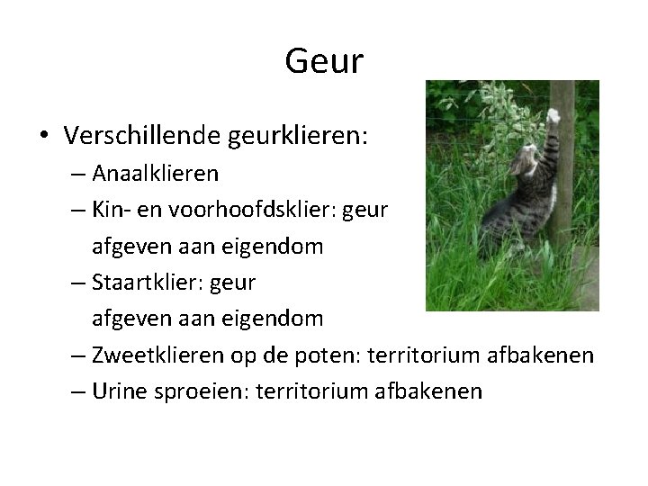 Geur • Verschillende geurklieren: – Anaalklieren – Kin- en voorhoofdsklier: geur afgeven aan eigendom