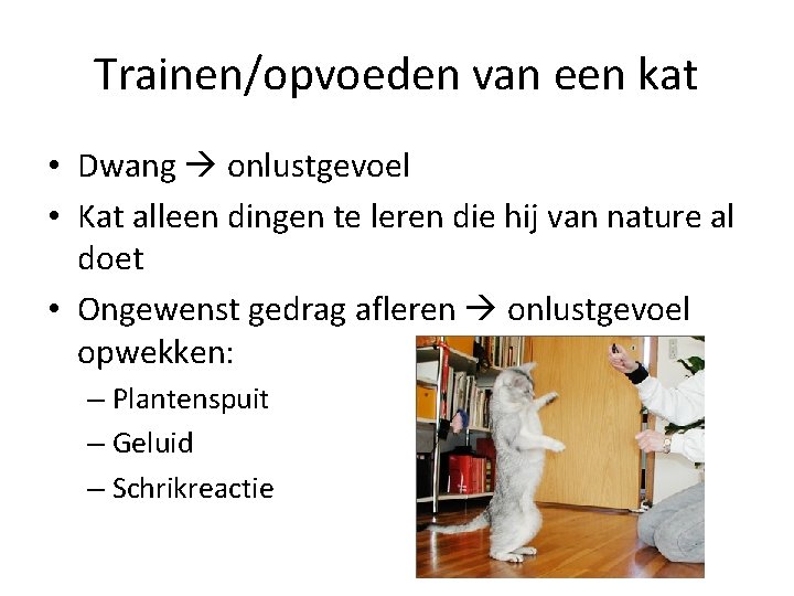 Trainen/opvoeden van een kat • Dwang onlustgevoel • Kat alleen dingen te leren die