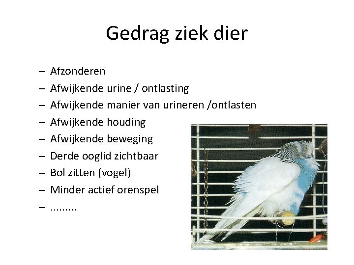 Gedrag ziek dier – – – – – Afzonderen Afwijkende urine / ontlasting Afwijkende