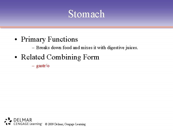 Stomach • Primary Functions – Breaks down food and mixes it with digestive juices.