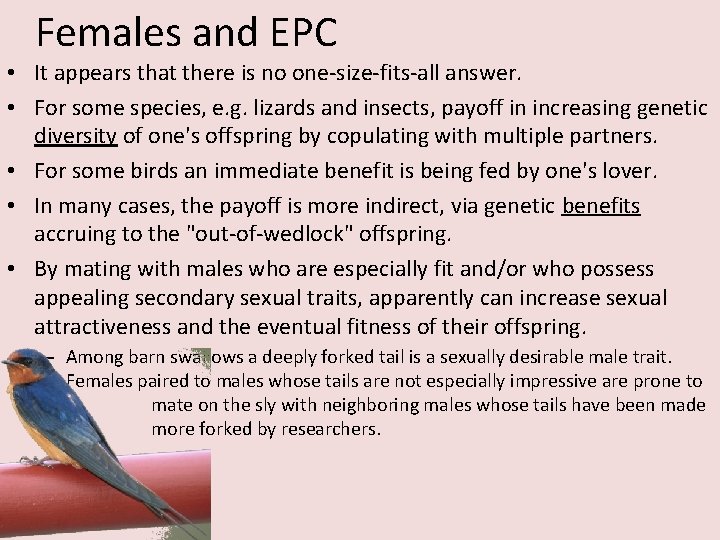 Females and EPC • It appears that there is no one-size-fits-all answer. • For