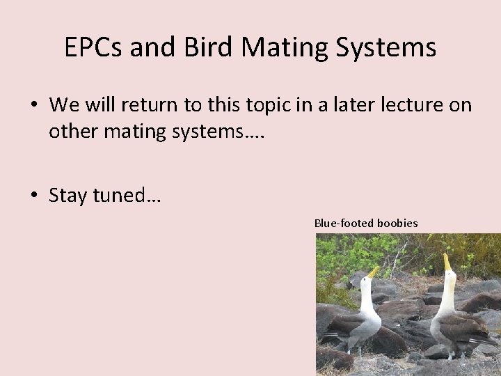 EPCs and Bird Mating Systems • We will return to this topic in a