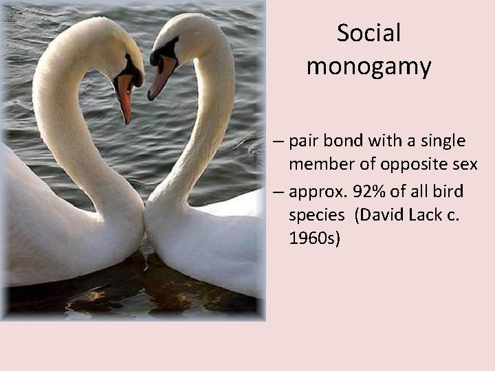 Social monogamy – pair bond with a single member of opposite sex – approx.