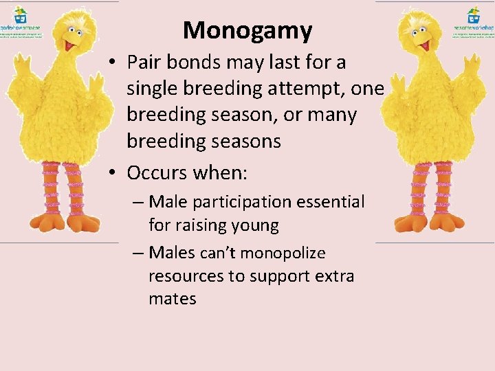 Monogamy • Pair bonds may last for a single breeding attempt, one breeding season,