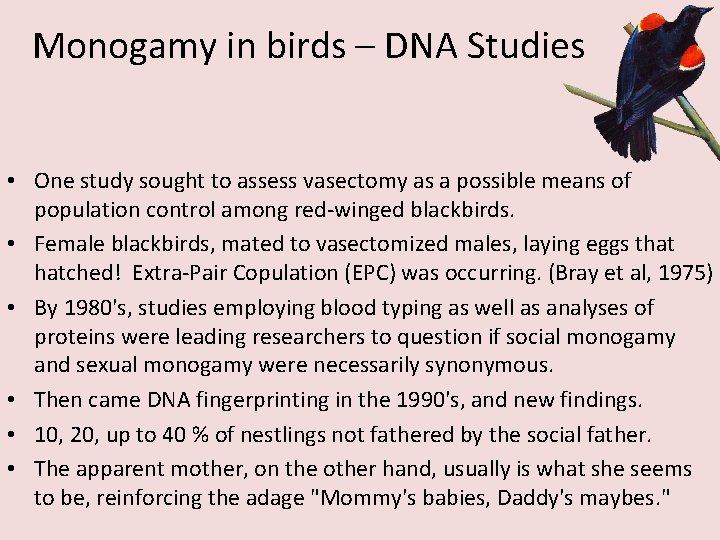 Monogamy in birds – DNA Studies • One study sought to assess vasectomy as